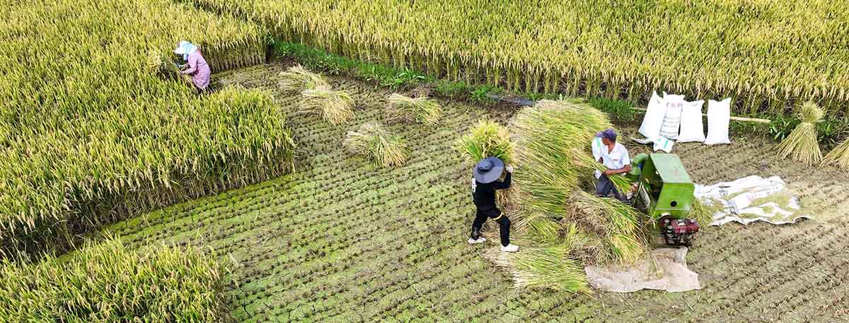 Dodoshark Agricultural Machinery Applied in Rice Field Harvesting - Farm Equipment for Small to Mid-Sized Global Farms